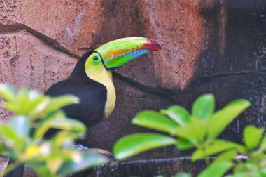 Ağaç dalı üzerinde oturan toucan (Ramphastos toco)