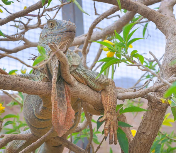 Iguana — Zdjęcie stockowe