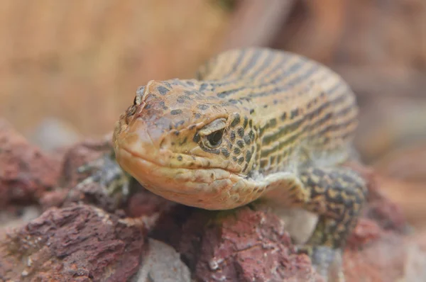 Iguana — Fotografie de stoc gratuită