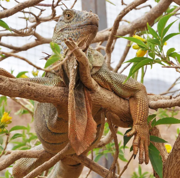 Iguana — Fotografie de stoc gratuită