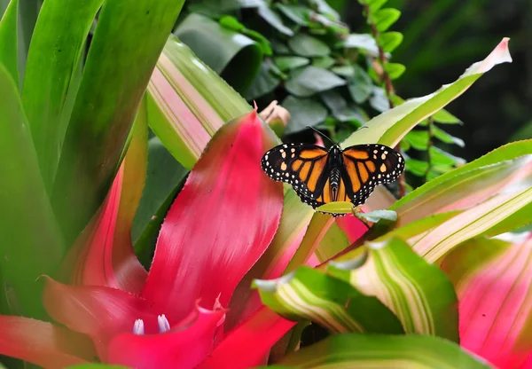 Papilio glaucus — Foto stock gratuita