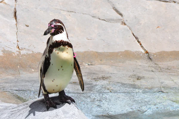 Penguin — Stock Photo, Image