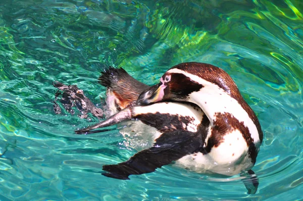 Pinguino — Foto Stock