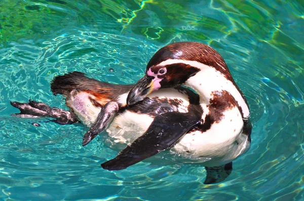 Pinguino — Foto Stock