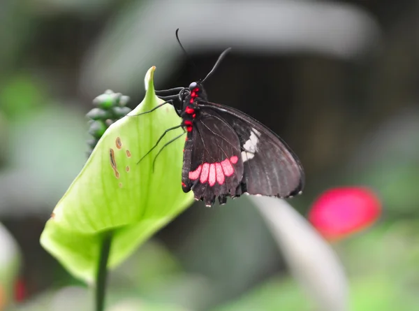 Parides iphidamas — Fotografie, imagine de stoc