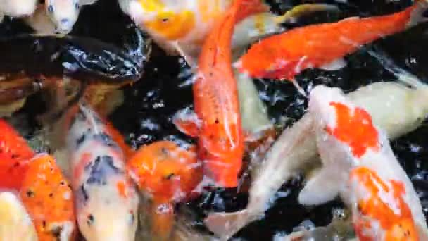 Рыба кои — стоковое видео