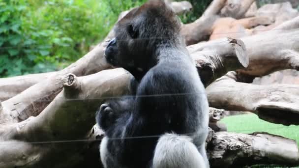 Goril — Stok video