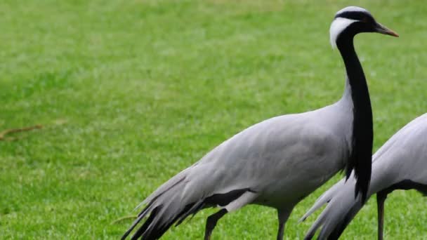 Demoiselle Crane Birds — Stock Video