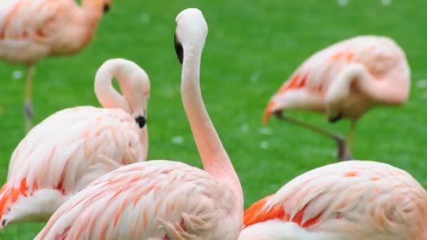 Flock of Beautiful Flamingos — Stock Video