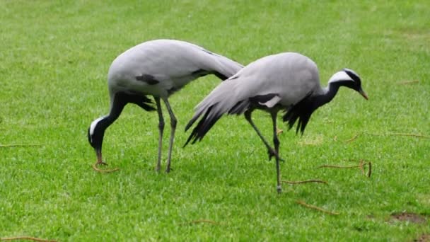 Demoiselle crane fåglar — Stockvideo