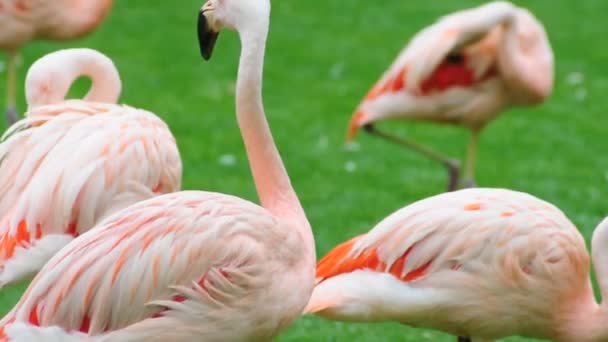 Troupeau de beaux flamants roses 