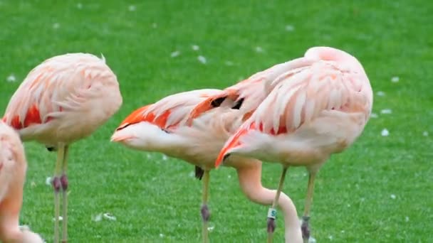 Flock of Beautiful Flamingos — Stock Video