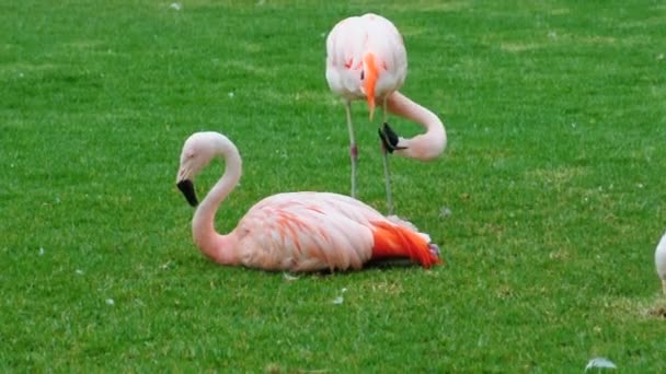 Flock vackra flamingos — Stockvideo