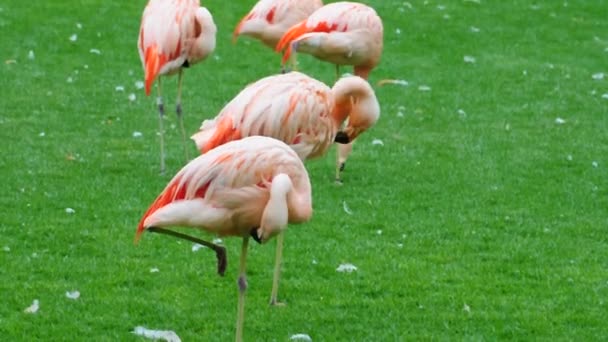 Стая красивых фламинго — стоковое видео
