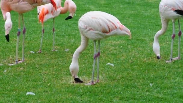 Flock of Beautiful Flamingos — Stock Video