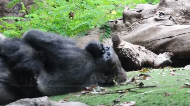Мужчина-горилла лежит в траве — стоковое видео