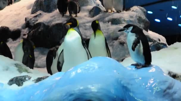 Pingwiny — Wideo stockowe