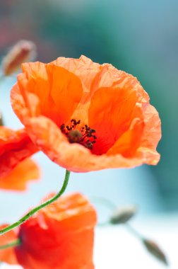 Poppies alanında