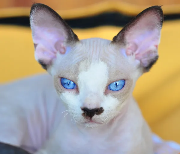 Devon Rex kitten. Close-up portrait — Free Stock Photo