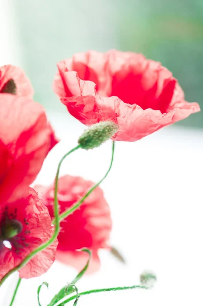 In poppies field — Stock Photo, Image