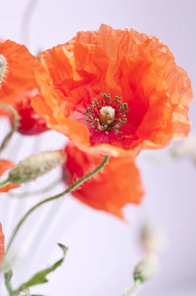 In poppies field — Stock Photo, Image