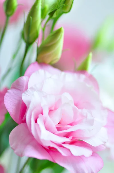 Flori de trandafir roz — Fotografie, imagine de stoc