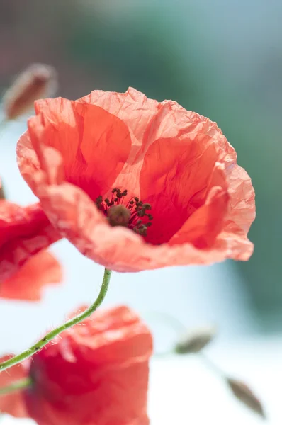 Flori de mac — Fotografie de stoc gratuită