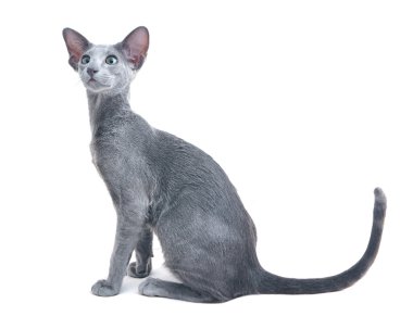 Gray oriental cat clipart