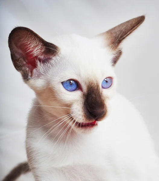 Oriental Blue-point siamese cat — Stock Photo, Image