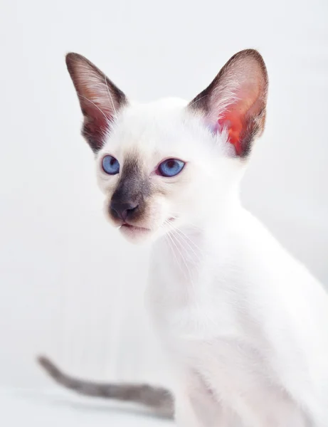 Oriental Blue-point siamese cat — Stock Photo, Image