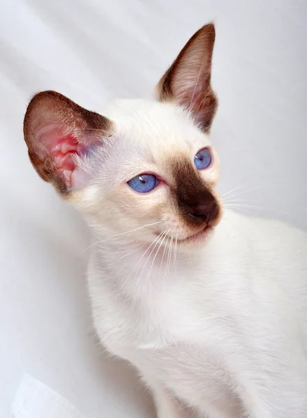 Oriental Blue-point siamese cat — Stock Photo, Image