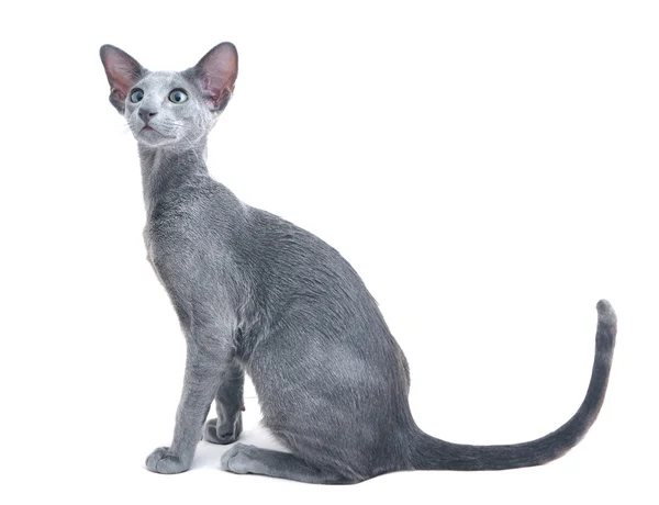 Gatto orientale grigio — Foto Stock