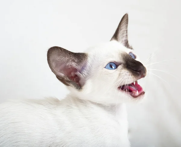 Orientaliska blå-punkt siamese katt — Stockfoto