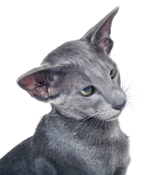 灰色のオリエンタル猫 — ストック写真