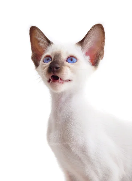 Oriental Blue-point siamese cat — Stock Photo, Image