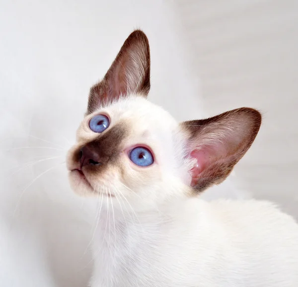 Oosterse blauw-punt siamese kat — Stockfoto