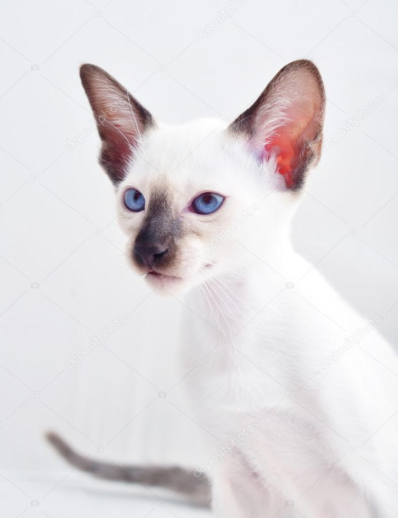 Oriental Blue-point siamese cat