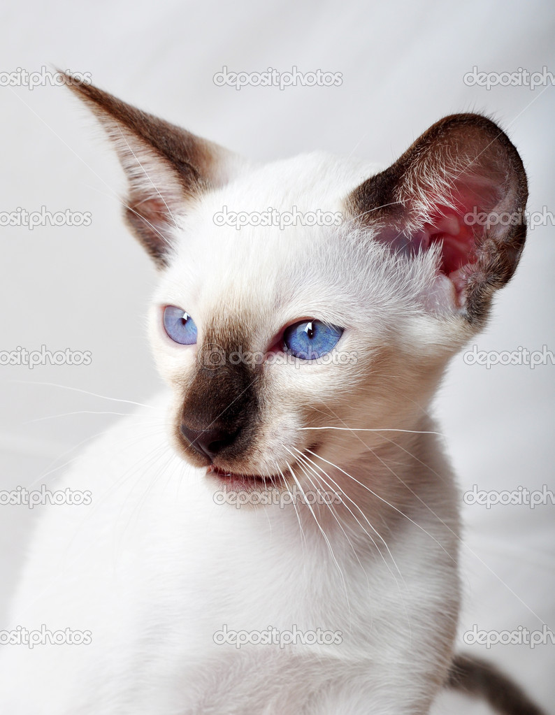 Oriental Bluepoint siamese cat — Stock Photo © FineShine 28747737