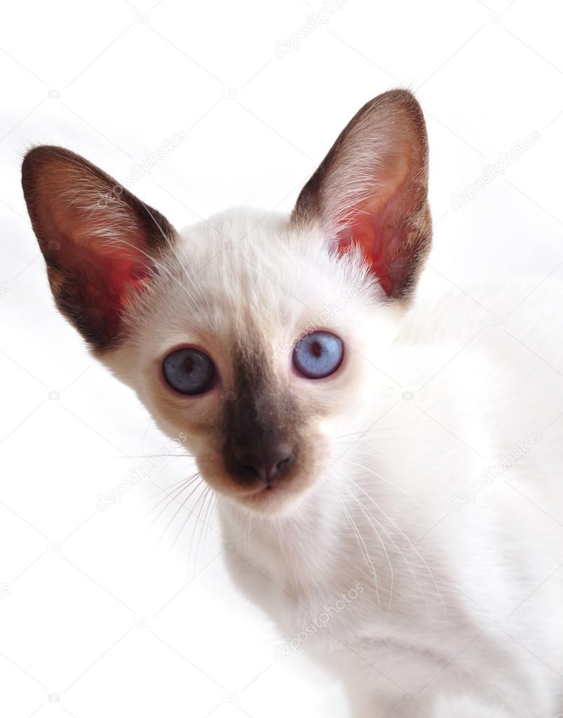 오리엔탈 블루 포인트 샴 고양이 — 스톡 사진 © Fineshine #28747755
