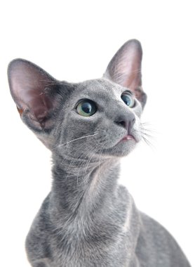 Oriental Shorthair adult sitting and kitten