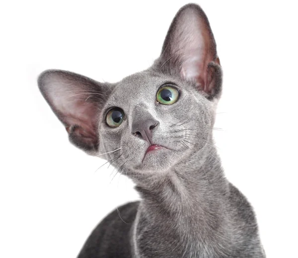 Oriental Shorthair adult sitting and kitten — Stock Photo, Image