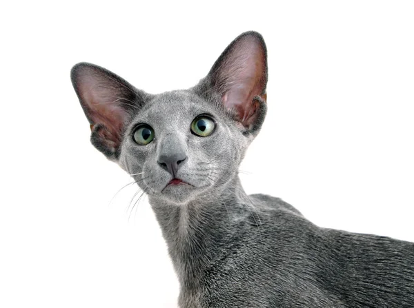 Oriental Shorthair взрослый сидя и котенок — стоковое фото