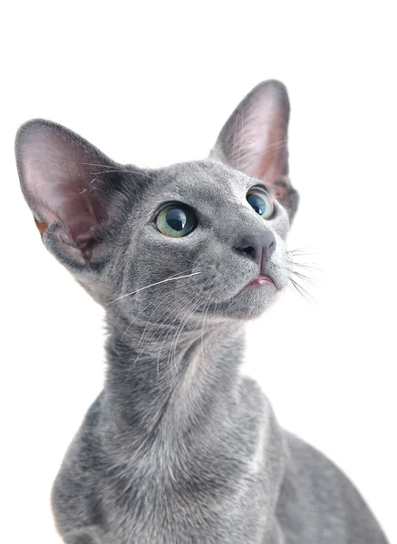 Oriental Shorthair adulto sentado e gatinho — Fotografia de Stock