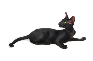 doğuya özgü stenografi kedi portresi