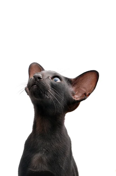 Portrait of Oriental Shorthair cat — Stock Photo, Image