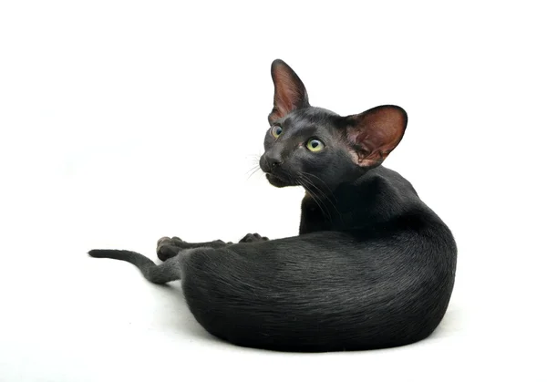 Portret van Oosterse korthaar kat — Stockfoto