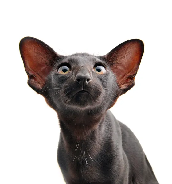 Portrait of Oriental Shorthair cat — Free Stock Photo