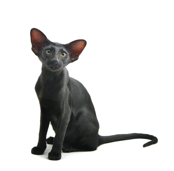 Retrato de Oriental Shorthair cat —  Fotos de Stock
