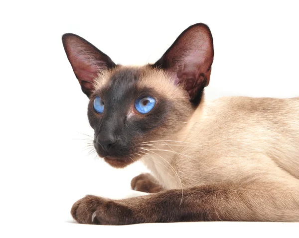 Siamese katt isolerad på vit — Stockfoto