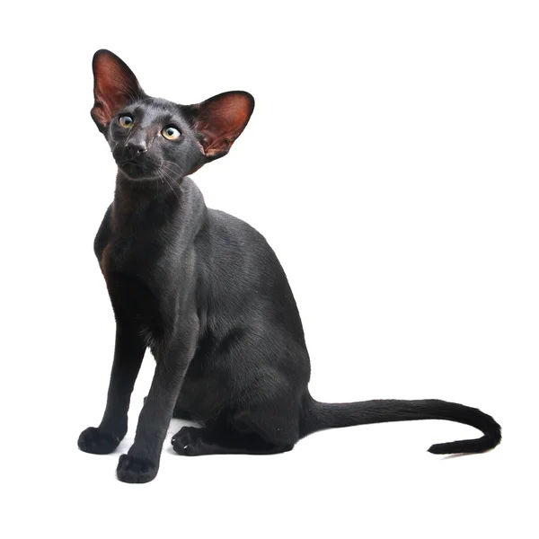 Portrait of Oriental Shorthair cat — Stock Photo, Image